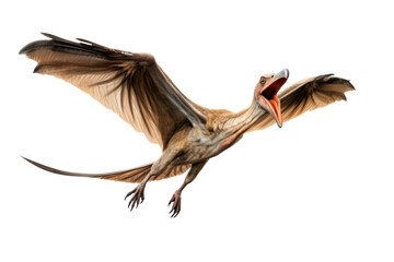 A Pteranodon Dinosaur isolated on a transparent background.