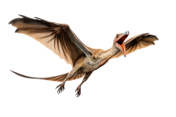 A Pteranodon Dinosaur isolated on a transparent background.