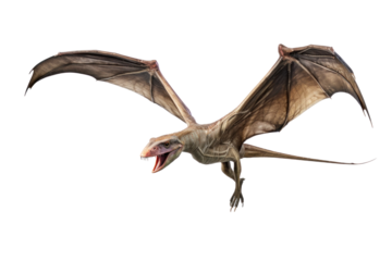 A Pteranodon Dinosaur isolated on a transparent background.