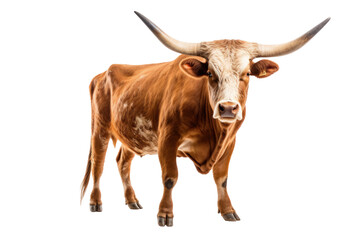 A Texas Longhorn cow isolated on a transparent background. - obrazy, fototapety, plakaty