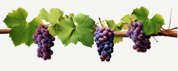 Translucent Vignette: Grapevines Gracefully Captured in Isolation, Offering an Elegant and Organic...