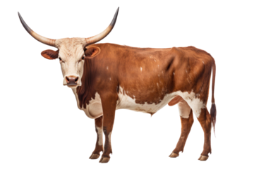 A Texas Longhorn cow isolated on a transparent background.