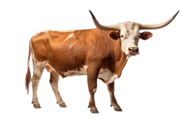 Tuinposter A Texas Longhorn cow isolated on a transparent background. © tong2530