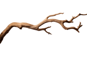 Dry tree branch isolated on transparent background.
