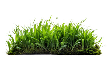 Grass field isolated on a transparent background.