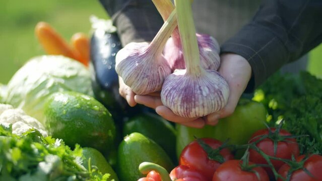 fresh harvested garlic bulbs in hands close up. farmers market outdoor