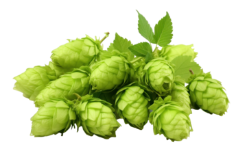 Green hops isolated on transparent background.