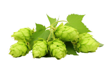 Obraz premium Green hops isolated on transparent background.