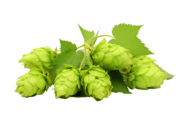 Green hops isolated on transparent background.