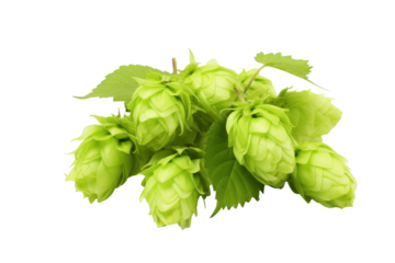 Green hops isolated on transparent background.