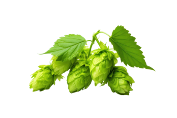 Green hops isolated on transparent background.