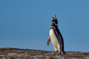 Magellanic Penguin (Spheniscus magellanicus) calling near its burrow at Volunteer Point in the Falkland Islands.