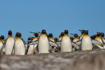 Group of King Penguins (Aptenodytes patagonicus) walking through a colony of Magellanic Penguins (Spheniscus magellanicus) at Volunteer Point in the Falkland Islands.