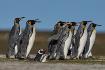 Group of King Penguins (Aptenodytes patagonicus) walking through a colony of Magellanic Penguins...