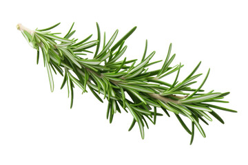Fototapeta premium Rosemary isolated on a transparent background.