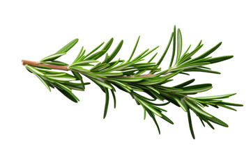 Fototapeta premium Rosemary isolated on a transparent background.