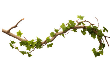 Twisted branch with ivy growing isolated on a transparent background.