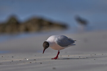 Brown-hooded Gull (Larus maculipennis) showing distinctive pink colouration on the coast at Volunteer Point in the Falkland Islands