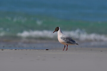 Brown-hooded Gull (Larus maculipennis) showing distinctive pink colouration on the coast at Volunteer Point in the Falkland Islands