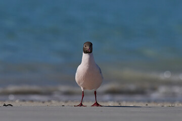Brown-hooded Gull (Larus maculipennis) showing distinctive pink colouration on the coast at...