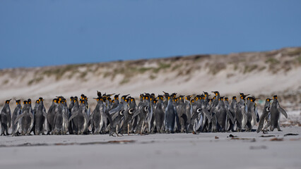 Obraz premium Large group of King Penguins (Aptenodytes patagonicus) and a few Magellanic Penguins (Spheniscus magellanicus) on a sandy beach at Volunteer Point in the Falkland Islands.