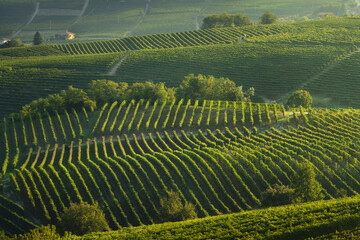 Fototapeta premium Langhe, trees among the vineyards, Neive, Piedmont, Italy.
