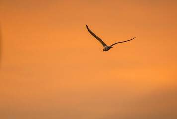 Seagull flying at sunset
