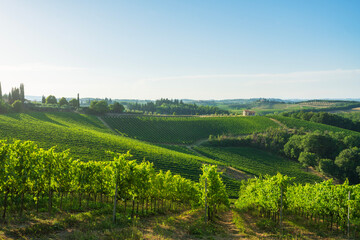 Fototapeta na wymiar Vineyards in the San Gimignano countryside. Tuscany, Italy