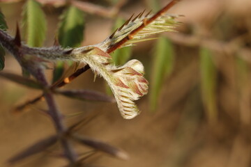 Leaves of the Set Al-Musahti tree the new