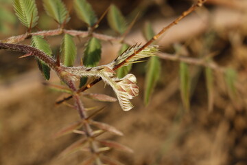 Leaves of the Set Al-Musahti tree the new