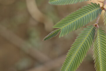 Leaves of the Set Al-Musahti tree