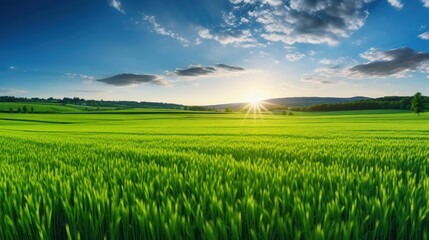Fototapeta premium Beautiful green field of Cereal sprouts close-up in the morning in sunlight landscape, panoramic view.
