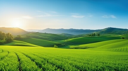 Naklejka premium Beautiful green field of Cereal sprouts close-up in the morning in sunlight landscape, panoramic view.