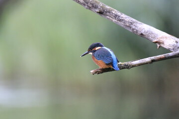 Eisvogel (Alcedo atthis)