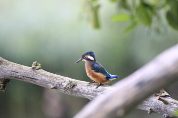 Eisvogel (Alcedo atthis)