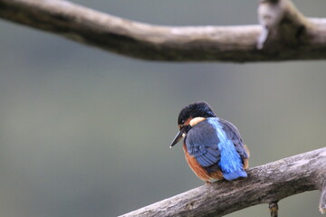 Eisvogel (Alcedo atthis)