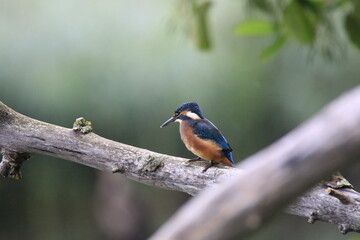 Eisvogel (Alcedo atthis)