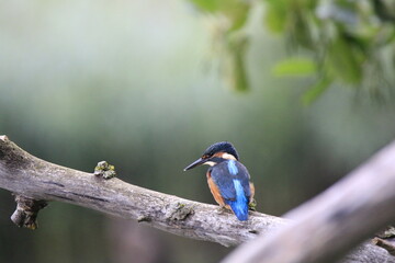 Obraz premium Eisvogel (Alcedo atthis)