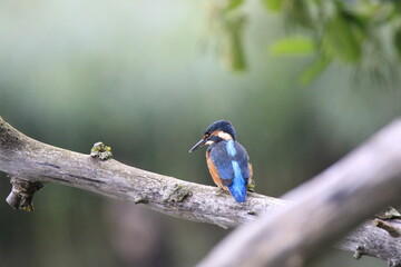 Eisvogel (Alcedo atthis)