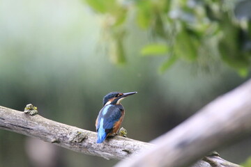 Fototapeta premium Eisvogel (Alcedo atthis)