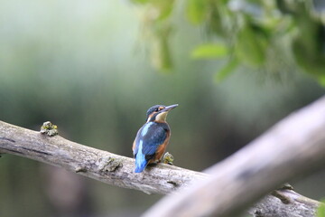 Eisvogel (Alcedo atthis)
