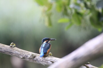 Eisvogel (Alcedo atthis)