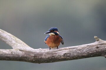 Eisvogel (Alcedo atthis)