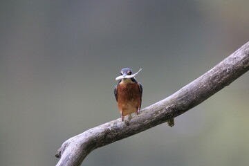 Eisvogel (Alcedo atthis)