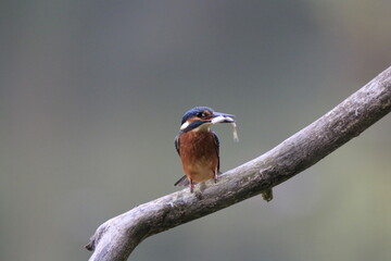 Eisvogel (Alcedo atthis)