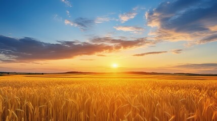 Fototapeta premium Beautiful Morning morning sunrise Natural Panorama of Gold Wheat Field
