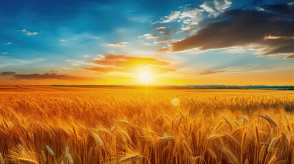 Obraz premium Beautiful Morning morning sunrise Natural Panorama of Gold Wheat Field