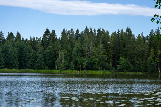 Forest lake in summer.Fishing in the reserve.Green Christmas trees on the lake shore.