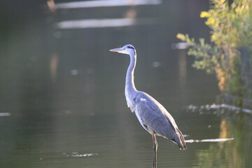 Graureiher (Ardea cinerea)