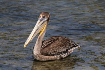 Brown Pelican (Pelecanus occidentalis), swimming in water, island of Aruba. 
